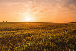 Golden hour over grain field for pastoral serenity. Sunlight ill, a Nature Photo by Eugene_Photo