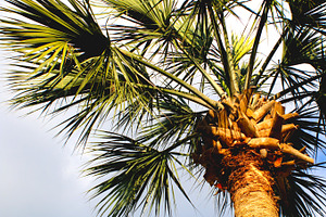 Sabal Palm Top