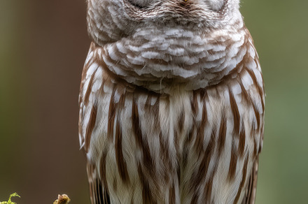 Owl in its natural habitat, an Animal Photo by Virgo Studio