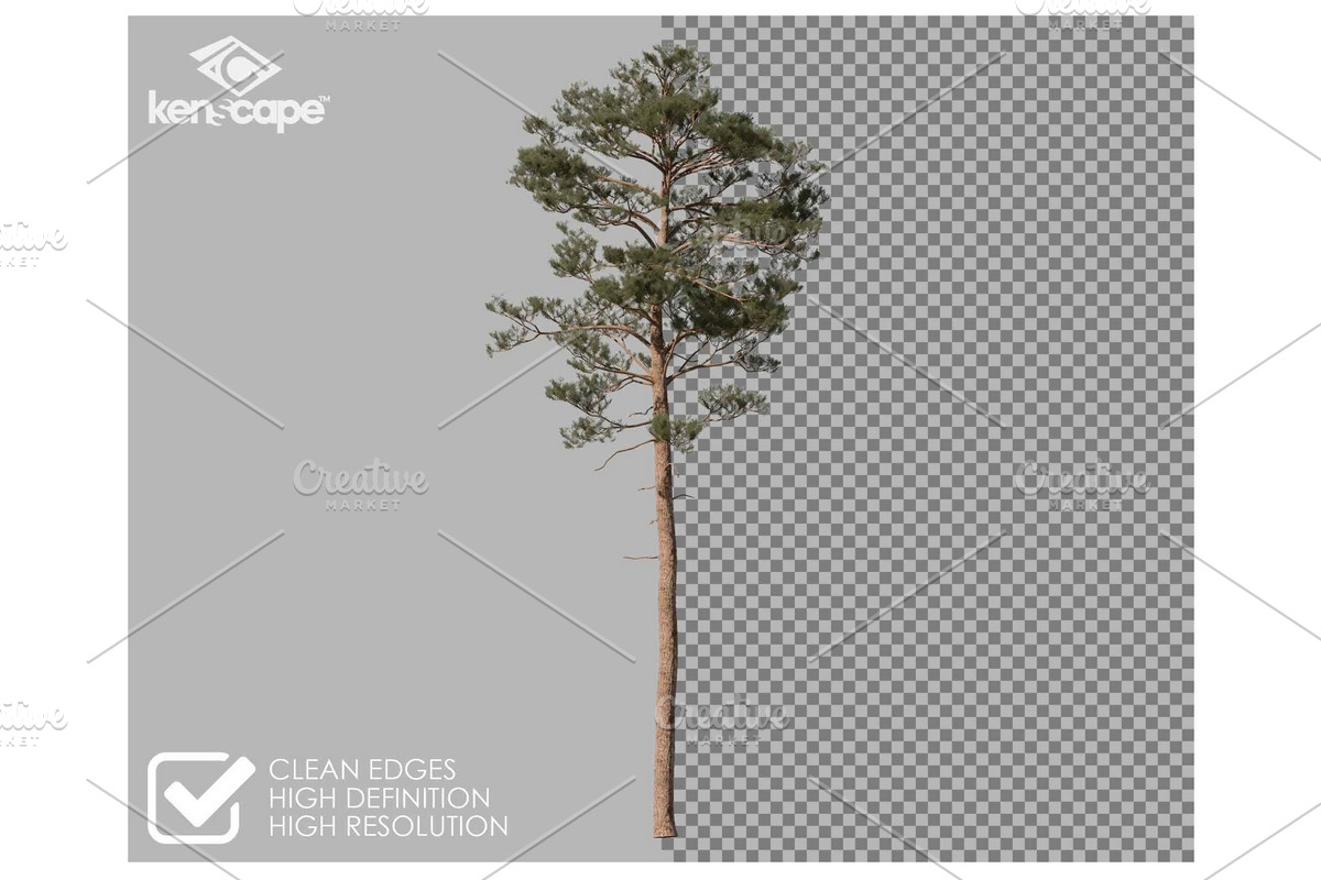 72 Tall Trees Photo Overlays, a Nature Photo by KenScape (Photo 2 of 4)