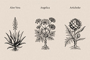 30 Medicinal Herbs & Plants, a Decorative Illustration by Gonez Studio (Thumbnail 2 of 19)