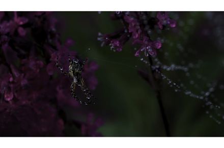 Nature in macro photography, an Animal Photo by Media Whale Stock