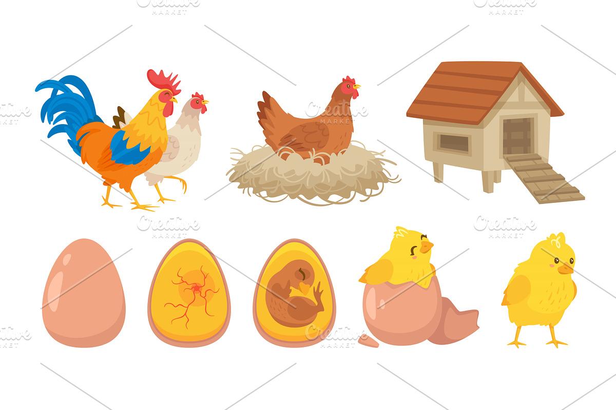 Chick, chicken, henhouse, rooster, an Animal Illustration by Cartoon time!