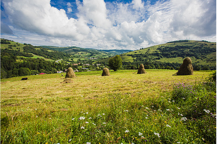Rural haystacks on the fields in, a Nature Photo by oksix