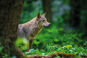 Wolf in summer forest. Wildlife scene from nature. Wild animal i, an Animal Photo by Byrdyak