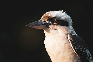 Laughing Kookaburra
