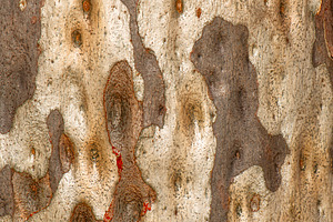Eucalyptus Tree Bark, a Nature Photo by Rob D Animal Photography