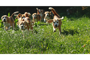 Pack of Beagle dogs running on green, an Animal Photo by Goinyk