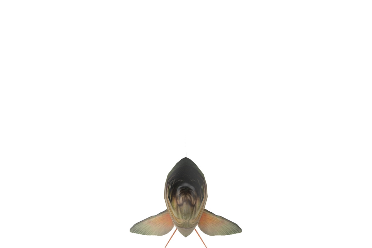 Chub, an Animal 3D Model by AndrewWhite (Photo 19 of 21)