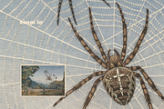 Alfred Fiedler Täubler’s Animals, an Animal Illustration by Digital Museum (Thumbnail 6 of 12)