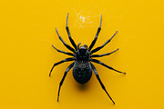 143 Spiders, an Animal Photo by Handmadefont (Thumbnail 4 of 16)