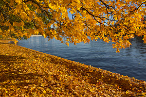 A serene riverside scene in autumn, featuring vibrant yellow leaves on trees an, a Nature Photo by Textures & Backgrounds