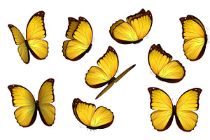 Yellow Butterfly