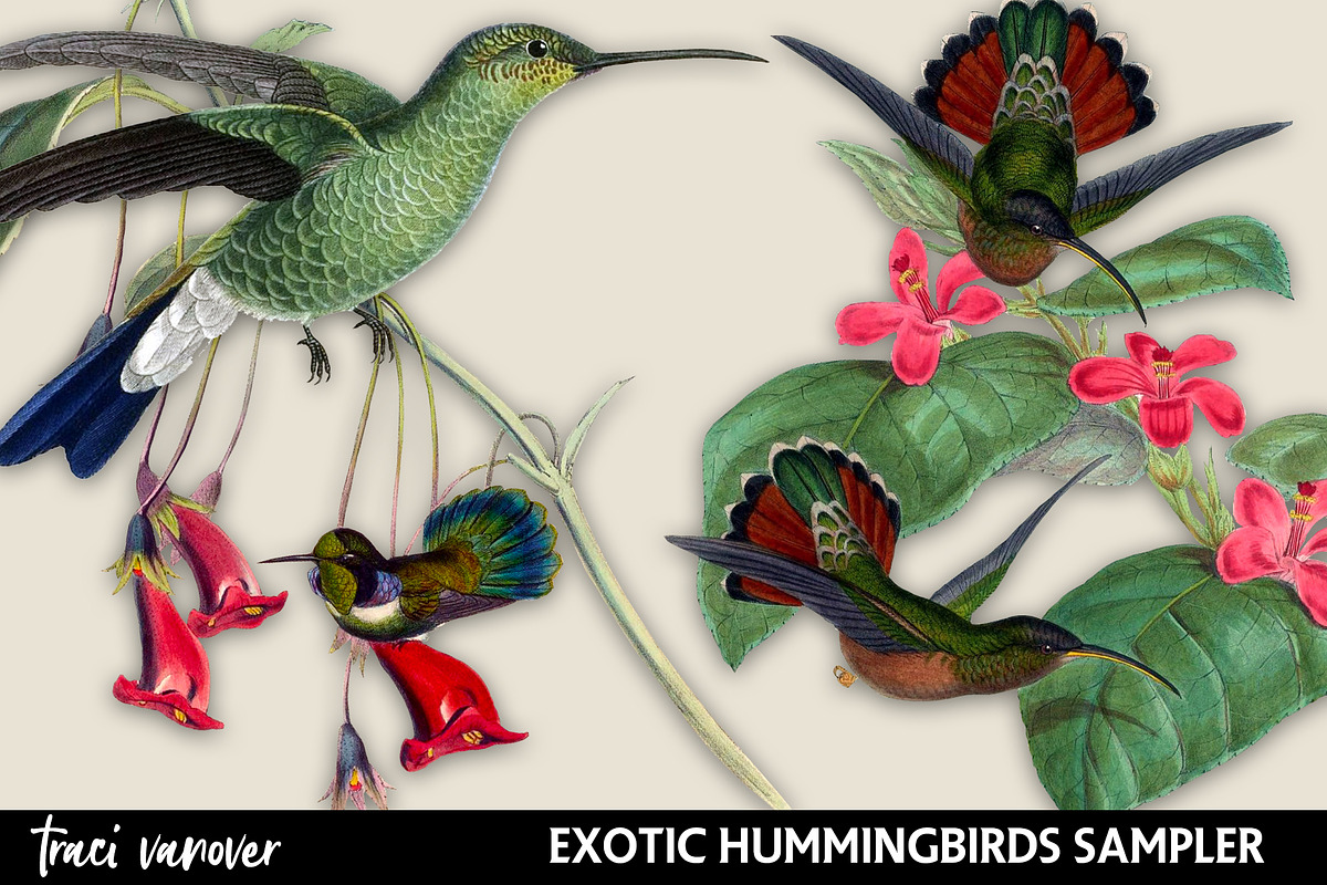 Exotic Hummingbirds Clipart Set, an Illustration by ephemoire (Photo 1 of 4)