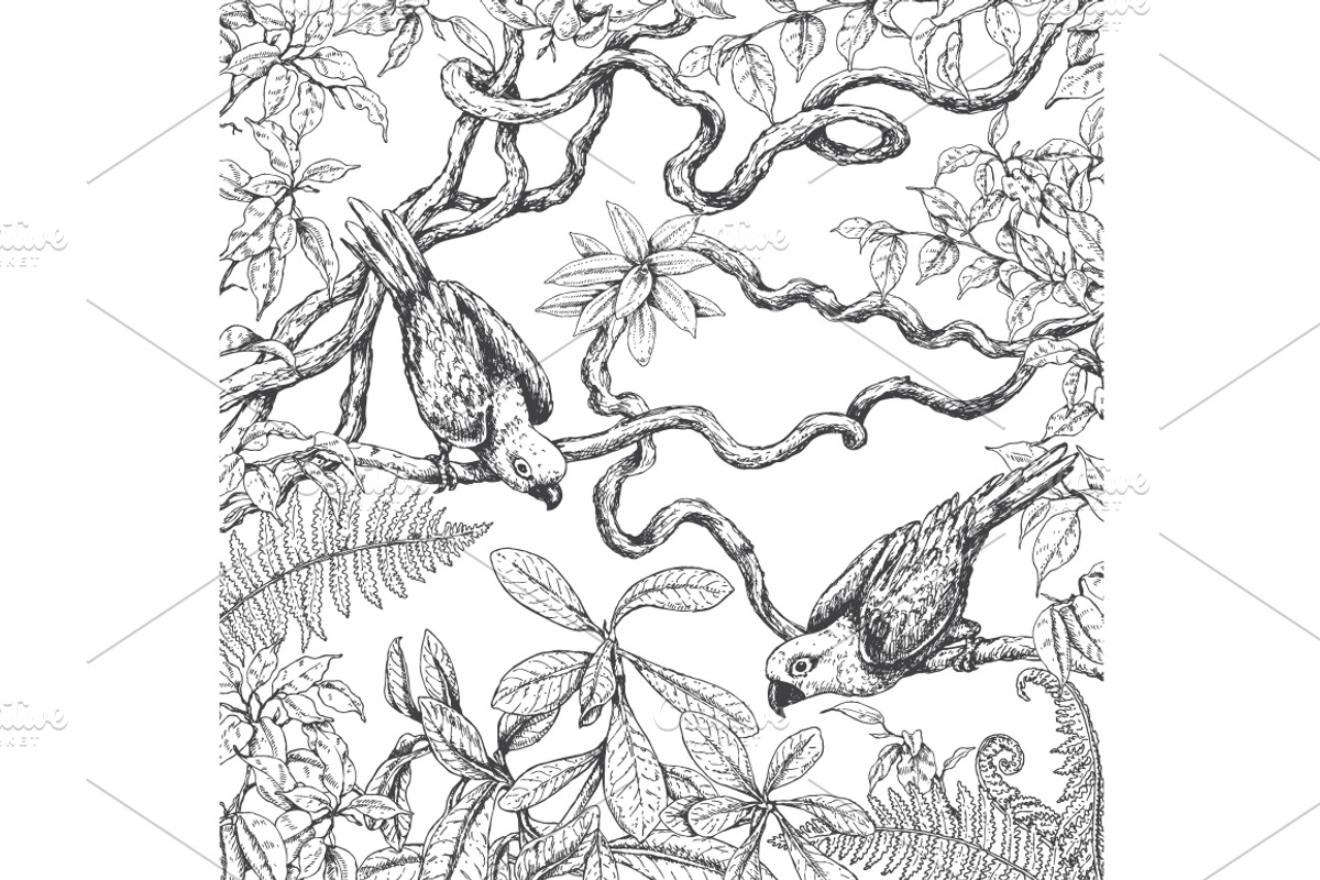 Tropical Birds Sketch, an Animal Illustration by Valentyna Smordova (Photo 5 of 5)
