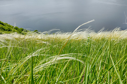 Beautiful landscape, feather grass.