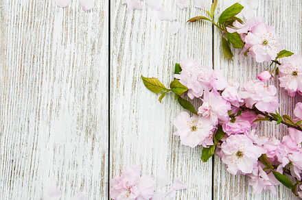 Sakura stock photo containing background and pink, a Nature Photo by Olena Rudo