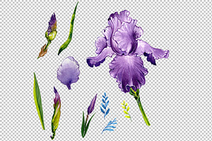 Wildflower Olorful Iris PNG Set