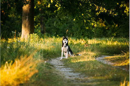 Young Happy Husky Eskimo Dog Runnig, an Animal Photo by Our Amazing World
