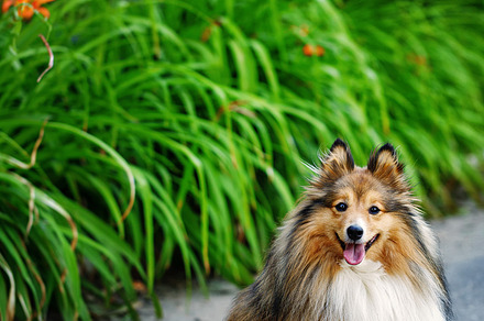 Sheltie dog for a walk in the park stock photo containing collie and sheltie, an Animal Photo by Elena Vagengeim
