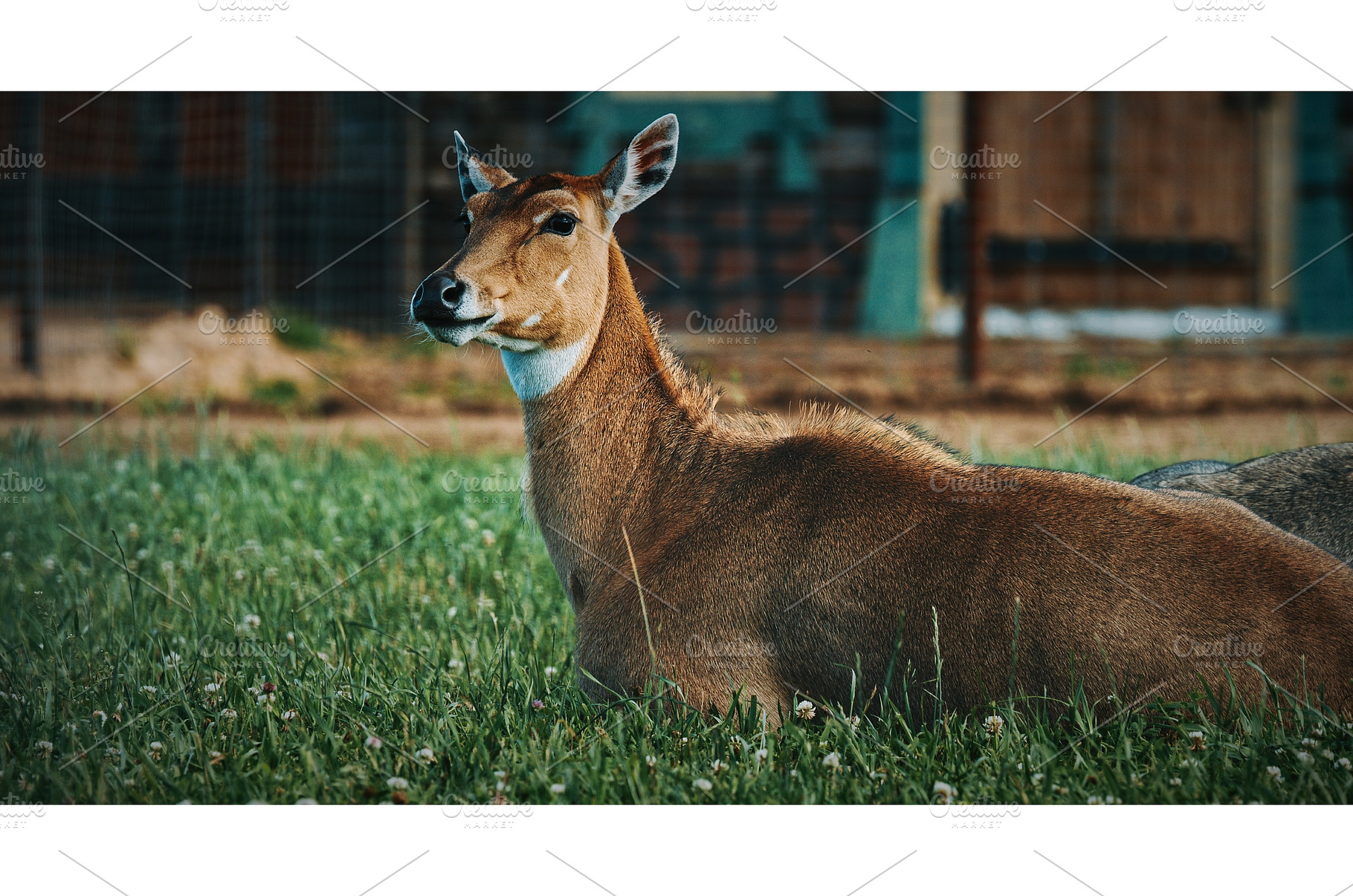 Nilgai Antelope Resting Gracefully, an Animal Photo by Our Amazing World