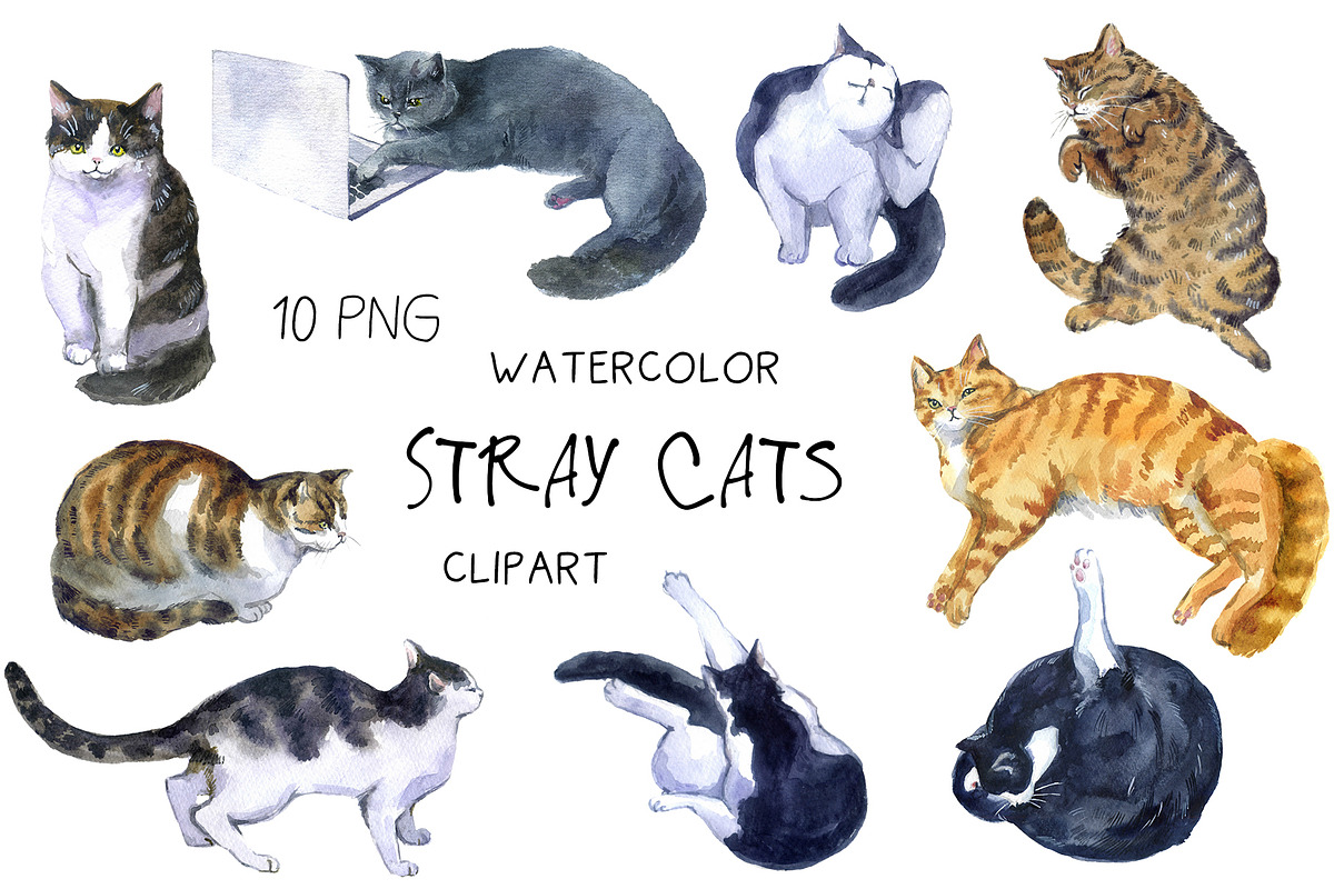 Watercolor Clipart, Cat Clipart, png, an Animal Illustration by KomtsyanTatyanaArt (Photo 2 of 10)