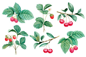 Watercolor berries kit