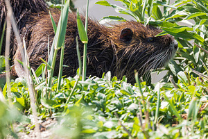 Wild nutria in green vegetation, an Animal Photo by Imaginarium
