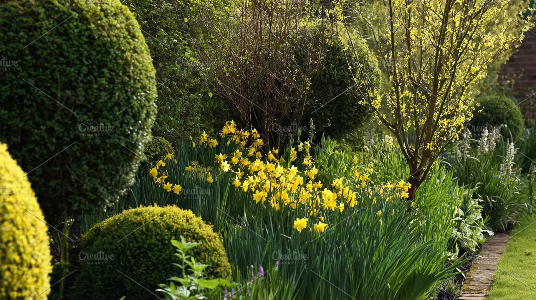 English country garden border in spring with yellow daffodils bl, a Photo by Studio ANNA