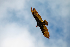 Turkey Vulture in The Sky, a Nature Photo by Jillian Butolph