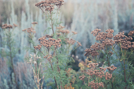 Field of Dry Wild Flowers