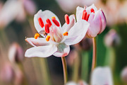Macro pink and white flowers, a Nature Photo by Stasia.photo (Thumbnail 1 of 2)