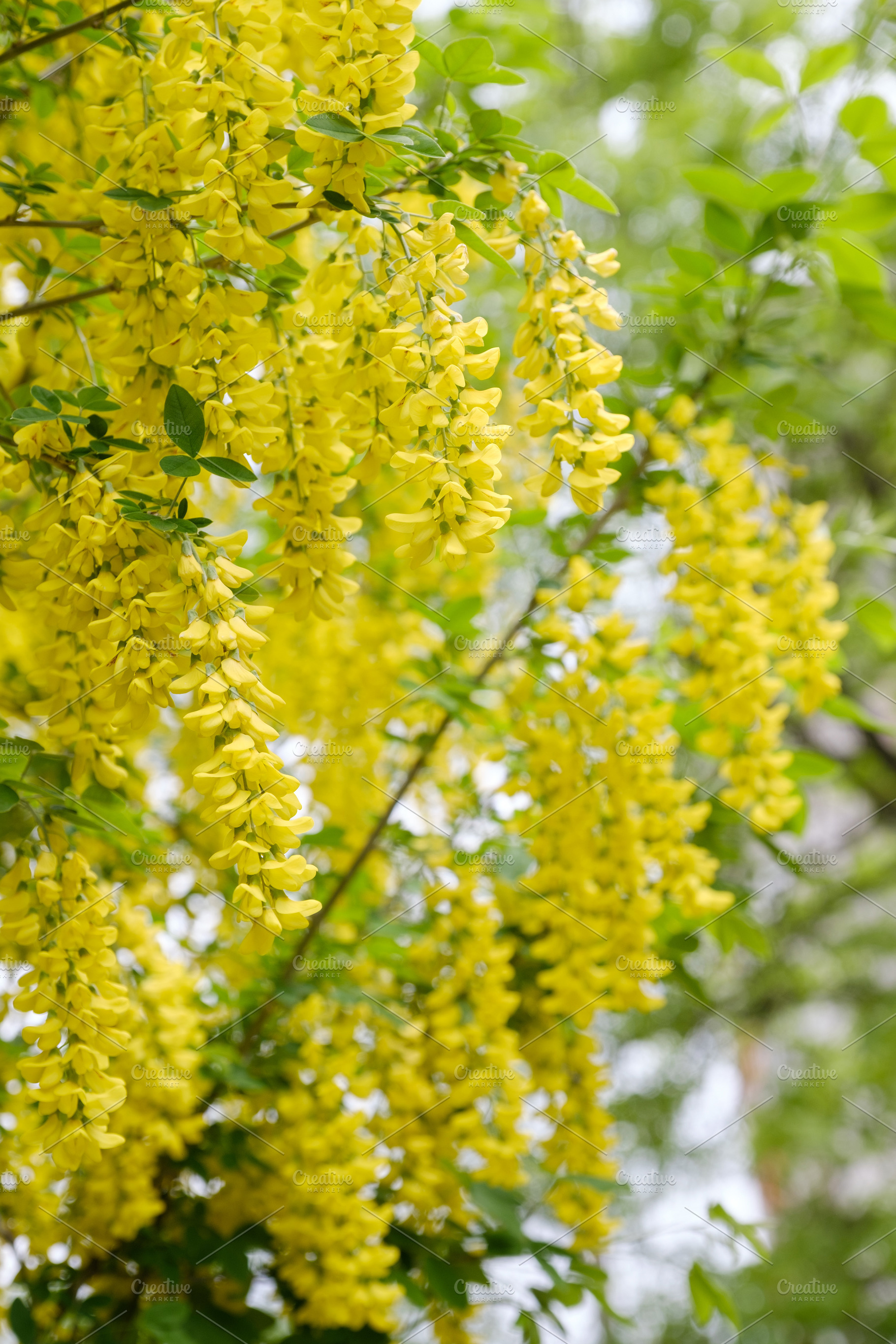 Beautiful blooming golden rain tree cascading yellow flowers. Abundant common l, a Nature Photo by Rohan Photography