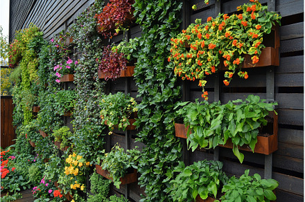 Vertical Wall Garden with Colorful, a Nature Photo by Lermont51