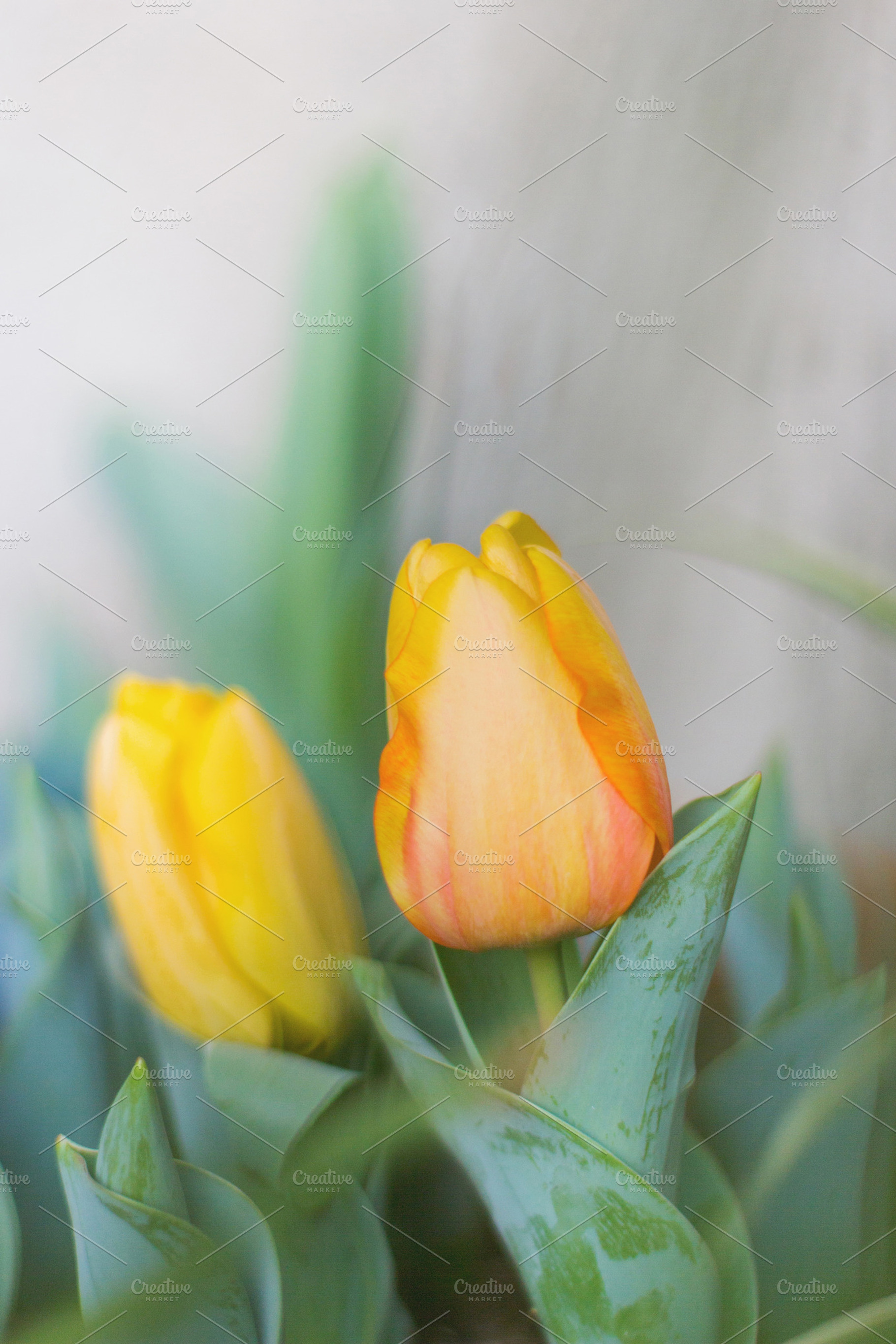 Tulips stock photo containing blossom and bokeh, a Nature Photo by Maria Dattola Photography
