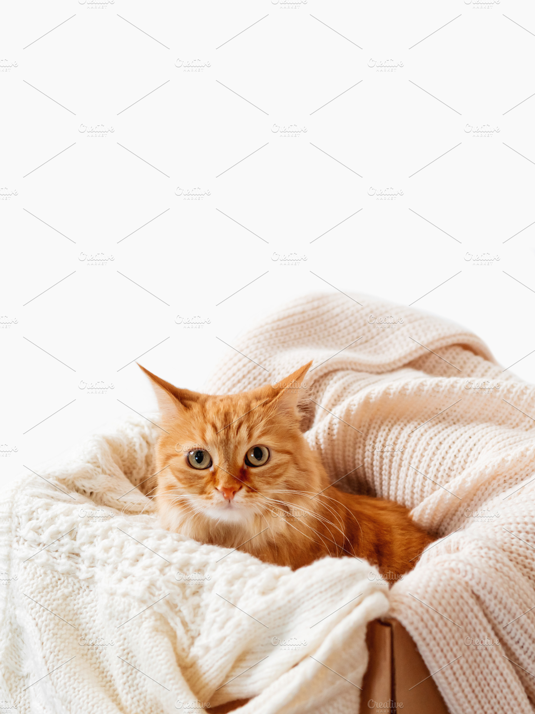 Cute ginger cat on knitted clothes, an Animal Photo by Aksenov_K