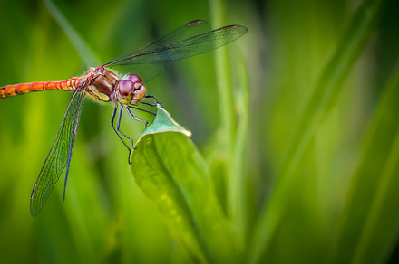 A Common Darter Dragonfly