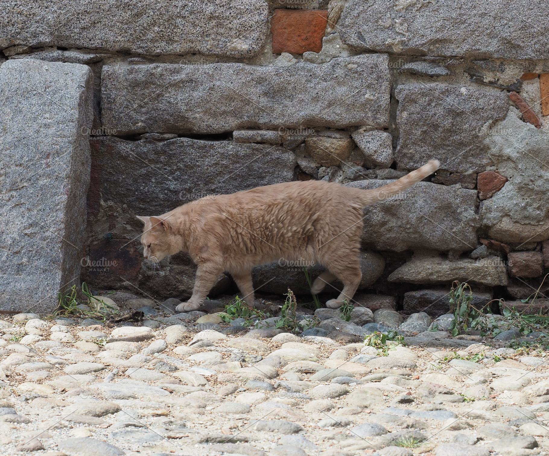 orange tabby cat, a Photo by WorldPhotos