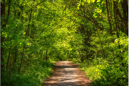 Summer green forest, a Nature Photo by Nature and travel