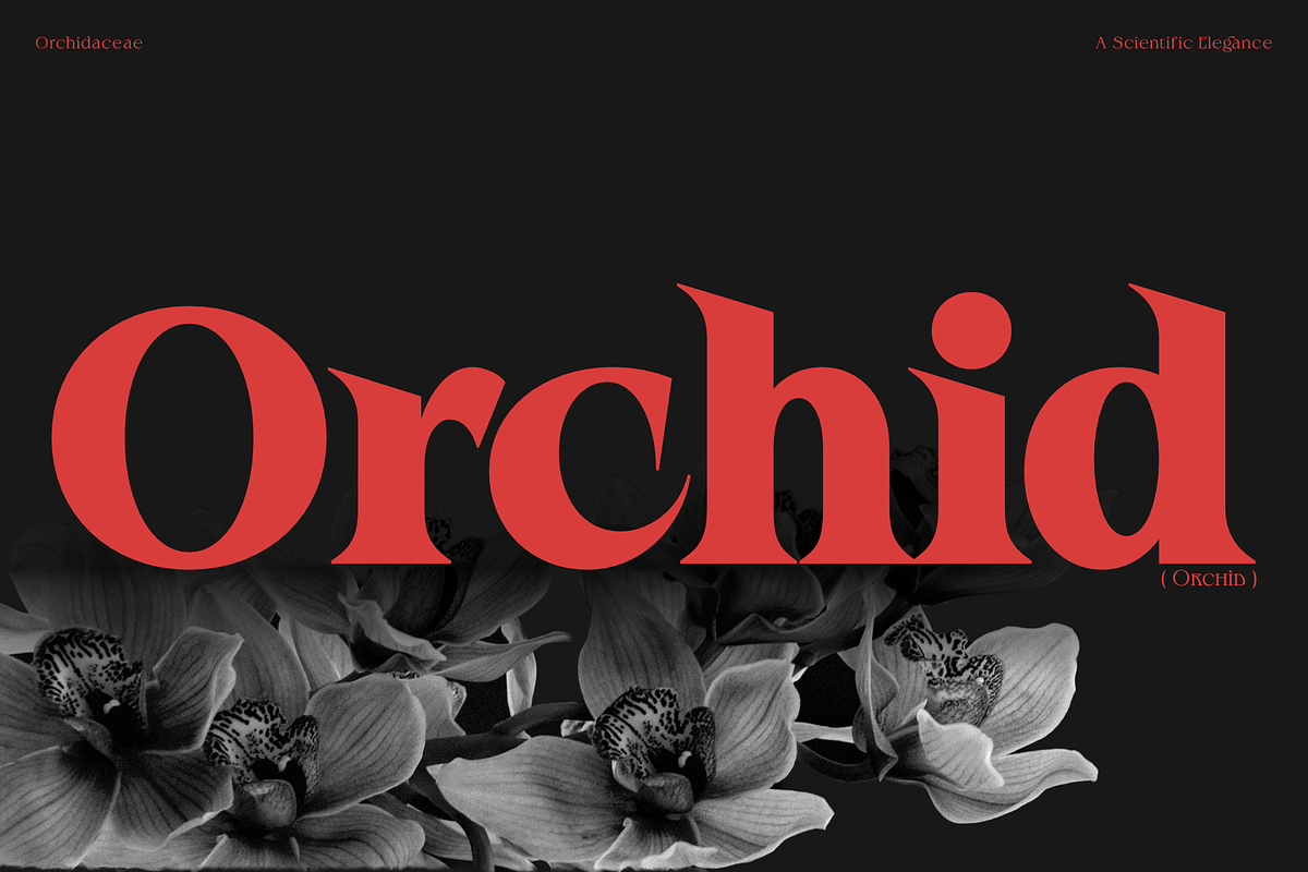Rocavio - Prestige Serif, a Serif Font by Jehoo Creative (Photo 10 of 15)
