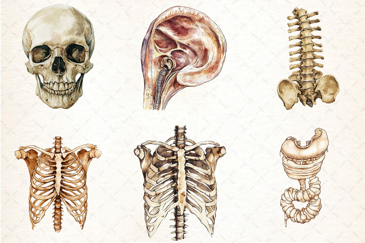 Antique Anatomy Overlays Set, an Illustration by DreamCafeArt (Photo 3 of 7)