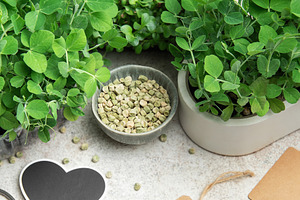 Gardener growing microgreens at home using seeds and pots, a Food & Drink Photo by Olena Rudo