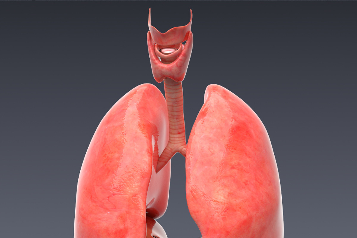 Animated internal organs, skeleton, a Characters & Person 3D Model by konstantin.ermolaev (Photo 9 of 29)