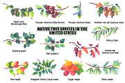 Native tree species in the USA, a Seasonal Illustration by FITALARTSNEDIGI (Thumbnail 4 of 7)