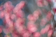 Pink Blossom Bokeh Background, a Nature Photo by Silent Nature (Thumbnail 3 of 4)