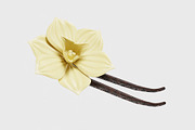 Vanilla flower, an Object 3D Model by fahad121 (Thumbnail 2 of 5)