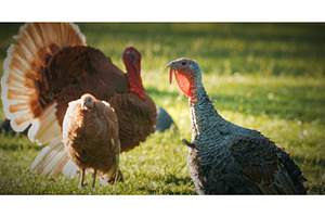Group of Turkeys Grazing in Lush, an Animal Photo by Our Amazing World
