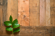 Rustic Flower Photo Set On Wood, a Books & Magazine Mockup by Kudzu Camera (Thumbnail 5 of 6)