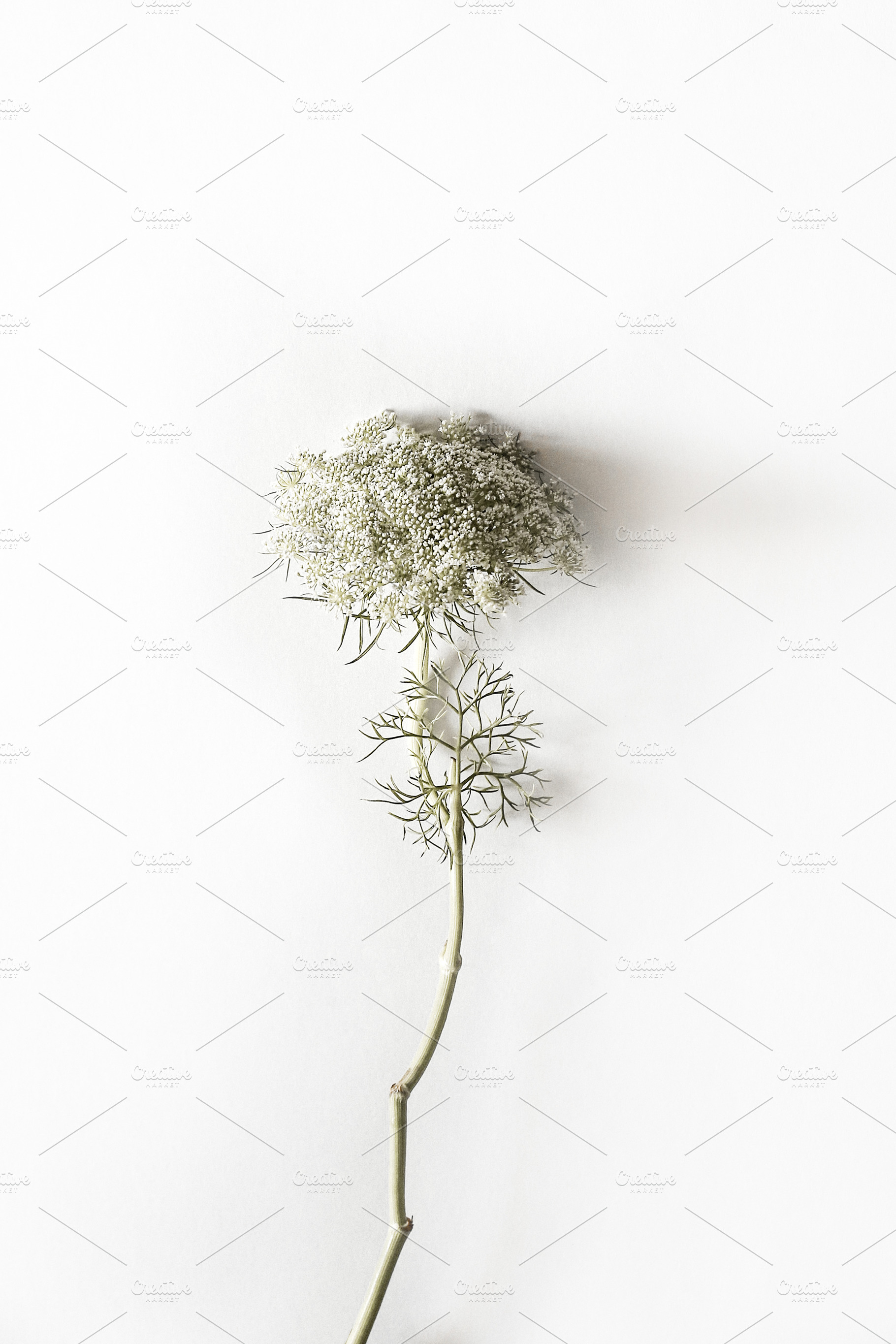 Queen Anne Lace Flower Photo, a Nature Photo by Creative Moxie Studio