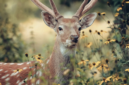 Deer stock photo containing deer and nature, an Animal Photo by Byrdyak